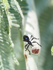 Rhynolaccus formicarius