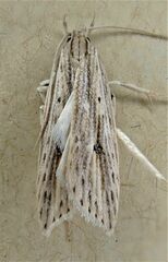 Donacostola notabilis