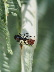 Rhynolaccus formicarius