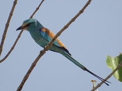 Coracias abyssinicus