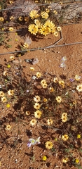 Dimorphotheca pinnata