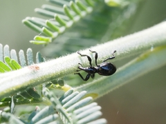 Rhynolaccus formicarius