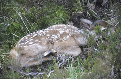 Cervus elaphus