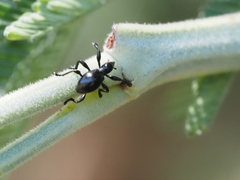 Rhynolaccus formicarius