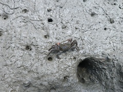Parasesarma