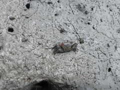 Parasesarma