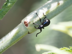 Rhynolaccus formicarius