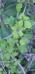 Clematis pauciflora