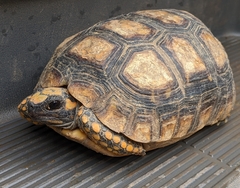 Chelonoidis denticulatus