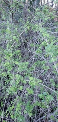 Clematis pauciflora