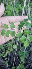 Clematis pauciflora