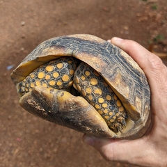 Chelonoidis denticulatus