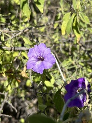 Ruellia californica