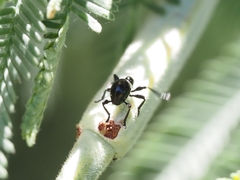 Rhynolaccus formicarius