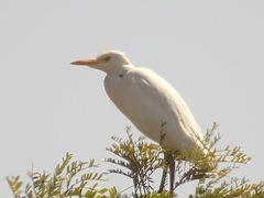 Bubulcus ibis
