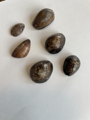 Monetaria caputophidii