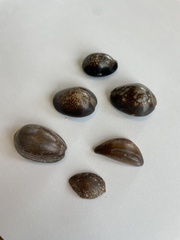 Monetaria caputophidii