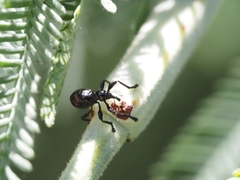 Rhynolaccus formicarius