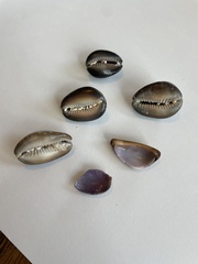 Monetaria caputophidii