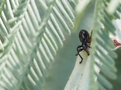 Rhynolaccus formicarius