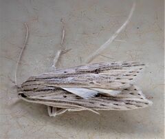 Donacostola notabilis