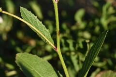 Rhamphospermum arvense