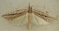 Donacostola notabilis