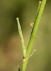 Rhamphospermum arvense