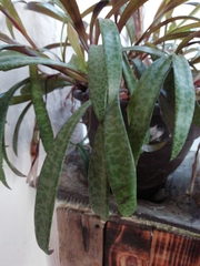 Ledebouria socialis