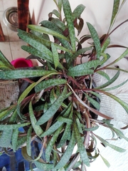 Ledebouria socialis