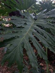 Philodendreae