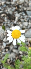 Anthemis