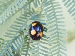 Peltoschema tetraspilotum
