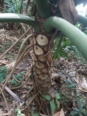 Philodendreae