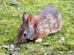 Sylvilagus andinus