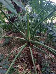 Philodendreae