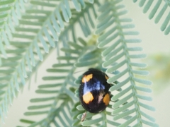 Peltoschema tetraspilotum