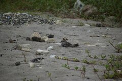 Chordeiles acutipennis