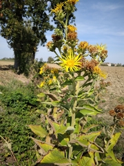 Inula helenium