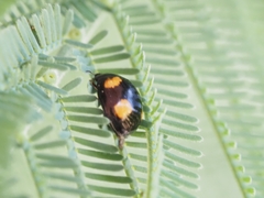 Peltoschema tetraspilotum