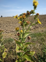 Inula helenium