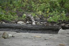 Chordeiles acutipennis