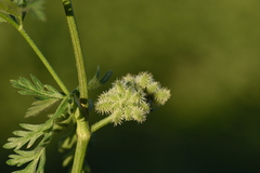 Torilis pseudonodosa