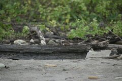 Chordeiles acutipennis