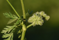 Torilis pseudonodosa