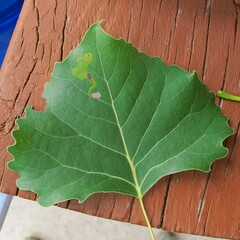 Stigmella populetorum