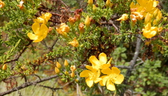 Hypericum laricifolium