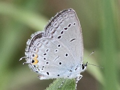 Cupido amyntula