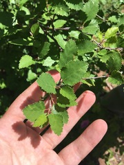 Betula fruticosa