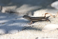 Leiocephalus personatus